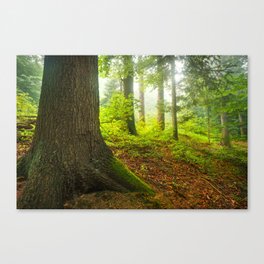 Foggy forest 2 Canvas Print