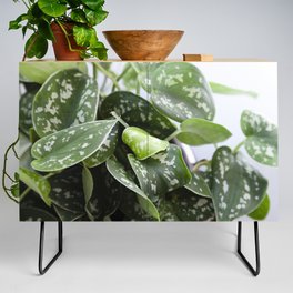 Scindapsus  |  The Houseplant Collection Credenza