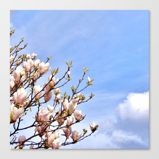 Magnolia In The Sky Canvas Print