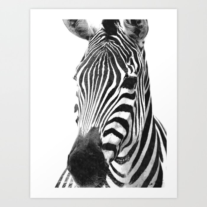 Black and white zebra illustration Art Print