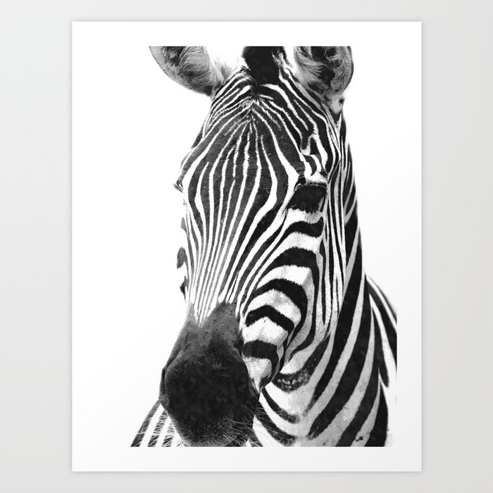 Black And White Zebra Illustration Art Print By Alemi