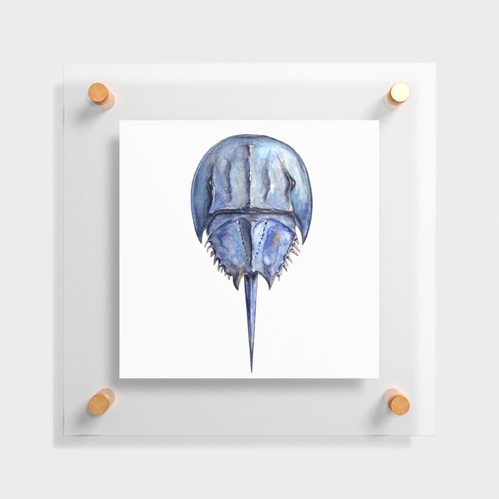 Blue Horseshoe Crab Floating Acrylic Print