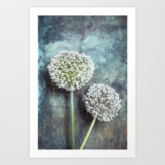 Allium Flowers Art Print
