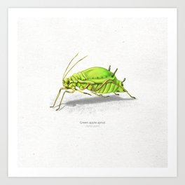 Green apple aphid scientific illustration art print Art Print