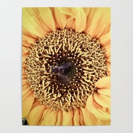 Sunflower and bee Poster