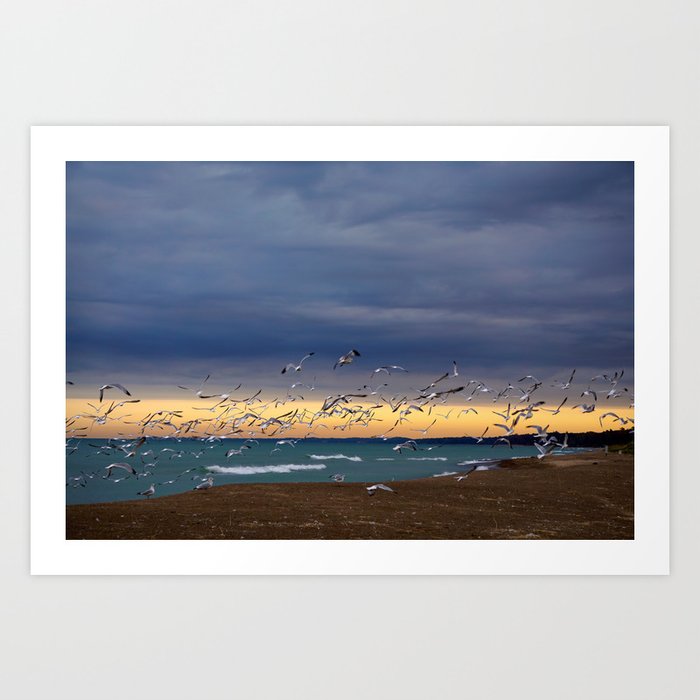 Seagull Sunset Art Print