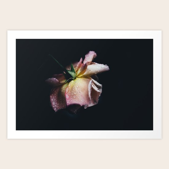 pink rose Art Print