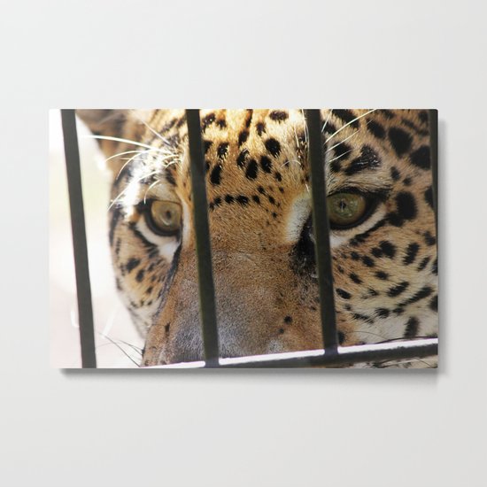 Hungry Eyes Metal Print