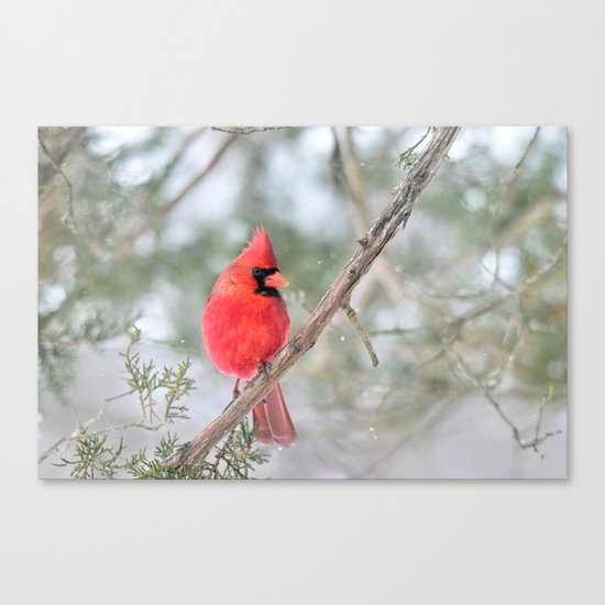 Winter's End Cardinal Canvas Print