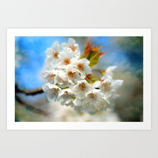 Cherry blossoms Art Print