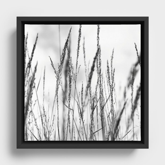 Long grass Framed Canvas