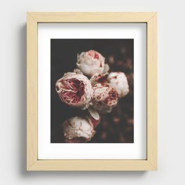 Flower Photography - Rose Print - Wild Roses - White Pink Flowers - Dramatic Floral  Recessed Framed Print
