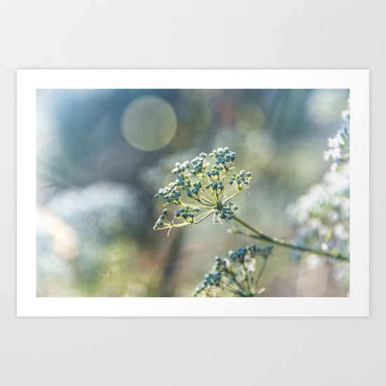 Early morninglight in a meadow Art Print