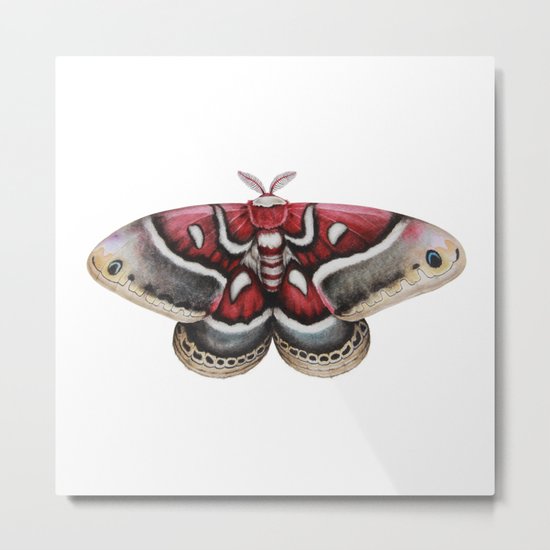 Moth - HYALOPHORA GLOVERI - Glover's silkmoth By Magda Opoka Metal Print