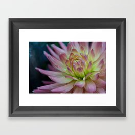 Majestic Pink And Yellow Dahlia Framed Art Print