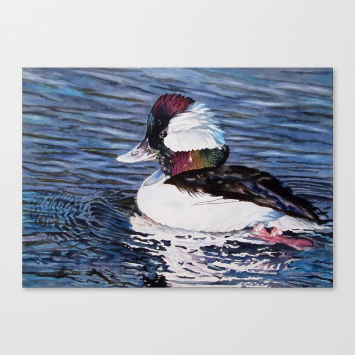 Bufflehead Duck Canvas Print