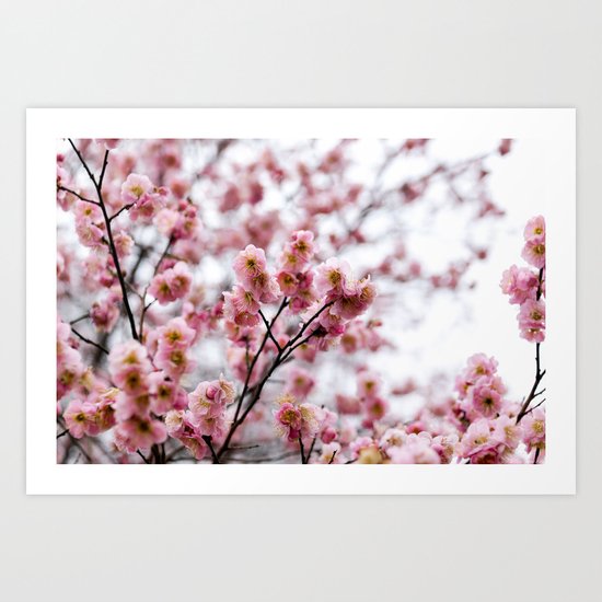 The First Bloom Art Print