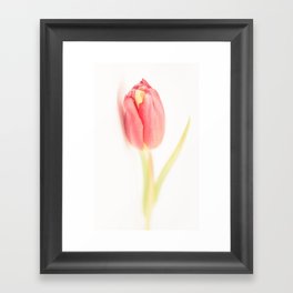 Tulips_01 Framed Art Print