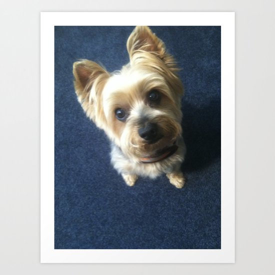 Yorkie Art Print