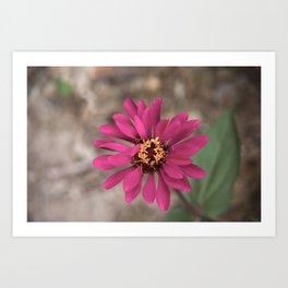 Zinnia Pink Flower Art Print