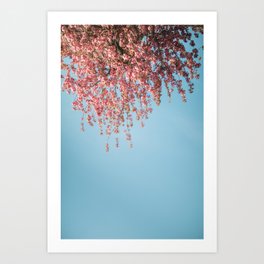 Pink blossom flowers in spring | Nature Photography |  Art Print