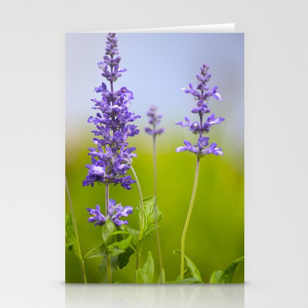 Sage Plant Summer Garden #decor #society6 #buyart Stationery Cards
