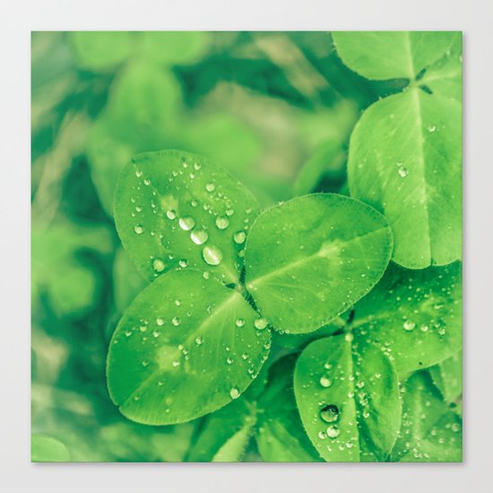 Clover leaf in the rain Canvas Print