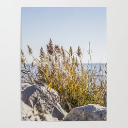 Seaside Plants Poster