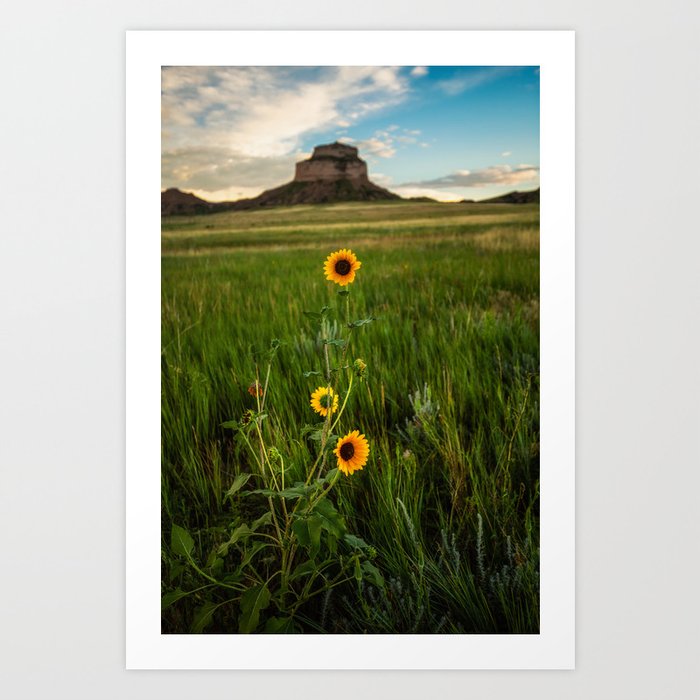 Sunflowers on the Western Prairie - Flowers and Landscape Near Scottsbluff Nebraska Art Print
