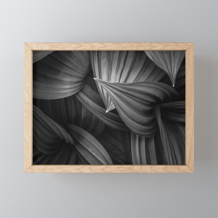 Corn Lily (black and white) Framed Mini Art Print