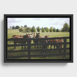Yearlings Framed Canvas