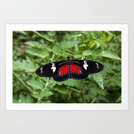 Black and Red Butterfly - Insect Photography Art Print