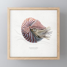 Chambered nautilus scientific illustration art print Framed Mini Art Print