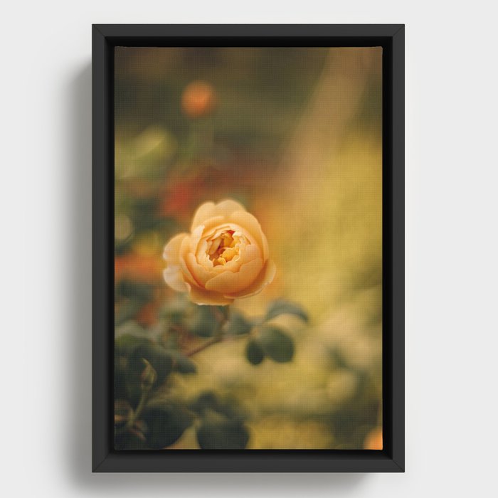 Golden yellow rose | Flower photography | Floral photography Framed Canvas