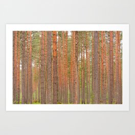 Slender tree trunks of a pine forest Art Print | Pine, Landscape, Poster, Nature, Wood, Canvas, Digital, Typography, Green, Outdoors 