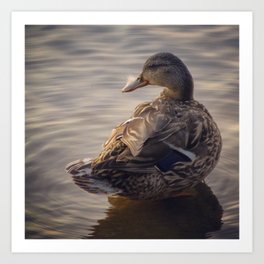 duck 01 - soft focus creates a serene portrait Art Print