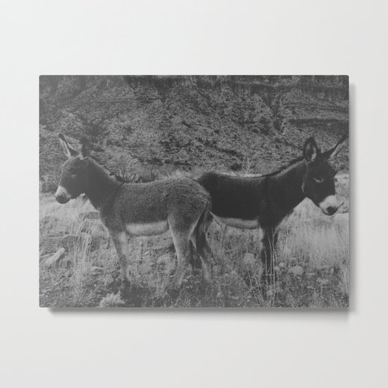 Peach Burros Metal Print