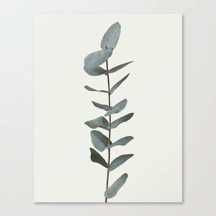 Simple Eucalyptus Canvas Print