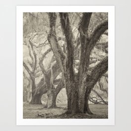 Plantation Oaks 1 Art Print