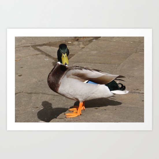 Duck with Attitude Art Print