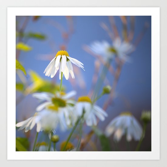 Daisies on a sunny summer day with blue sky Art Print