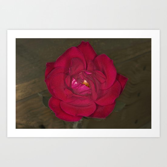 Red Rose in bloom Art Print
