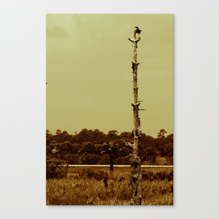 Lonely Crow Canvas Print