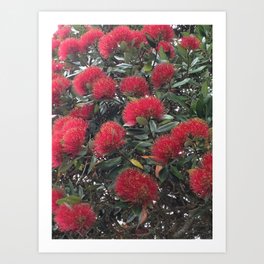 Pohutukawa, Kiwi Christmas tree Art Print