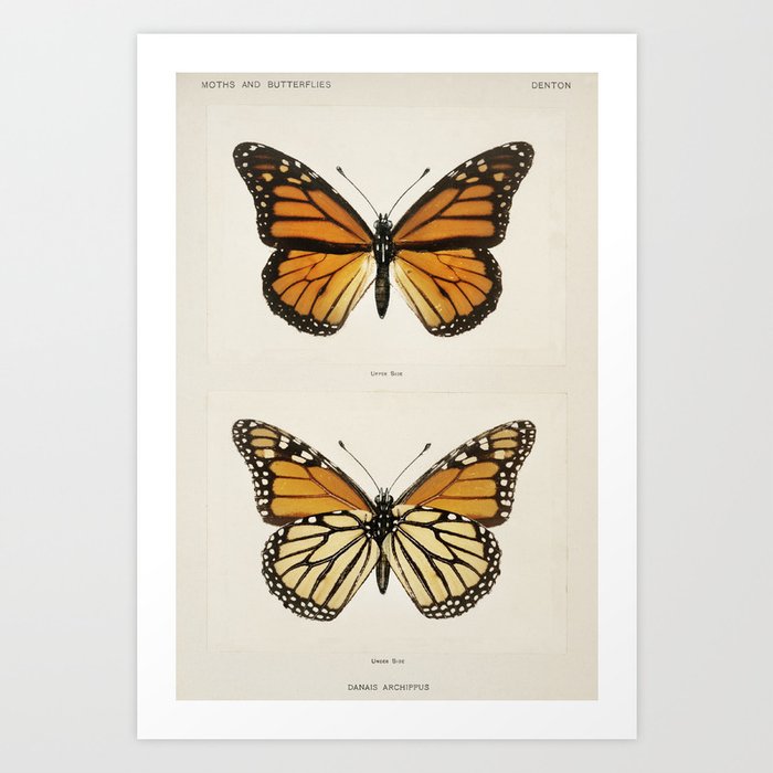Monarch Butterfly (Danais Archippus) from Moths and butterflies of the United States (1900) by Sherm Art Print
