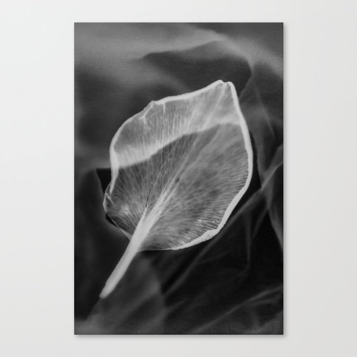 The Leaf Canvas Print