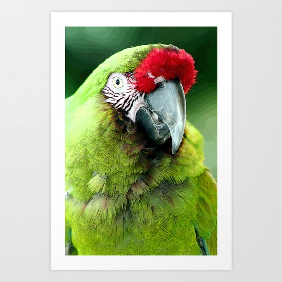 Green Macaw Art Print
