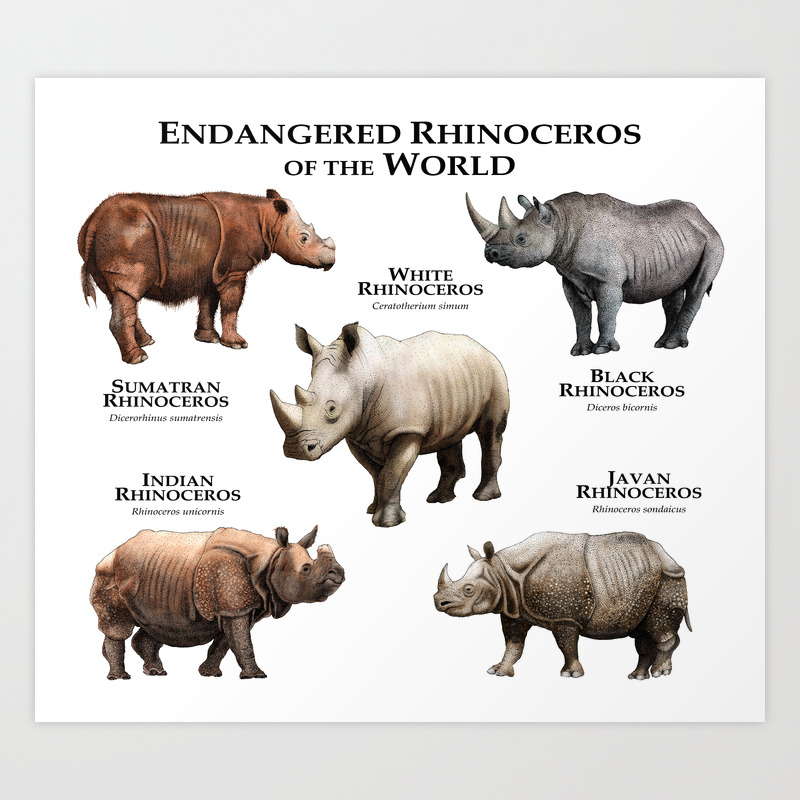 rhinoceros 6 ultra pack