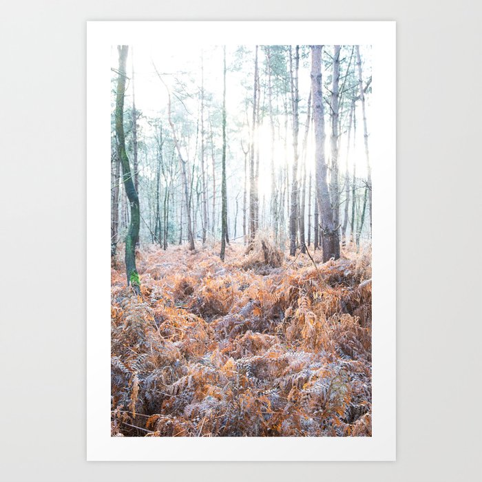 Sunlight over Ferns in Autumn | Into the Woods Art Print
