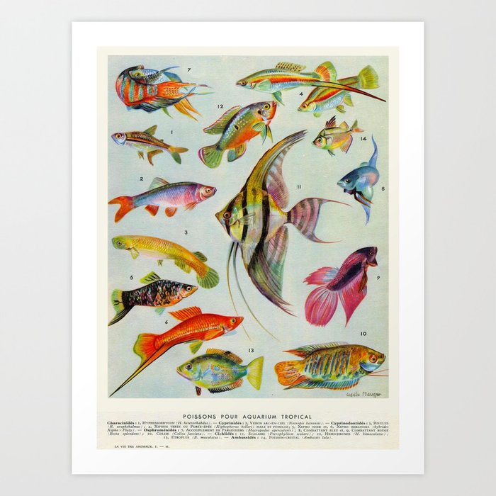 Science　Art　Fish　Educational　Illustration　Language　Lithograph　Of　French　Art　Vintage　Antique　by　Art　Scientific　Print　Encyclopedia　Society6